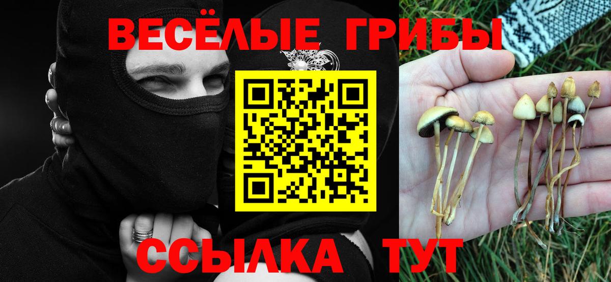 Галлюциногенные грибы Psilocybe Ревда
